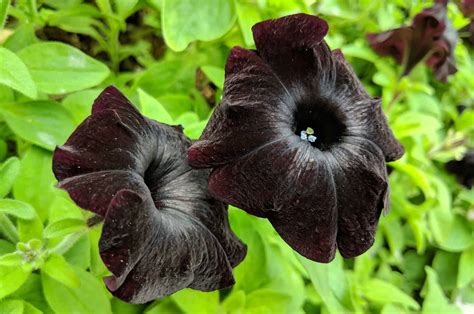 The spellbinding beauty of black magic petunias